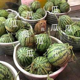 娛樂吃瓜公司有哪些,盤點(diǎn)熱門吃瓜公司背后的故事